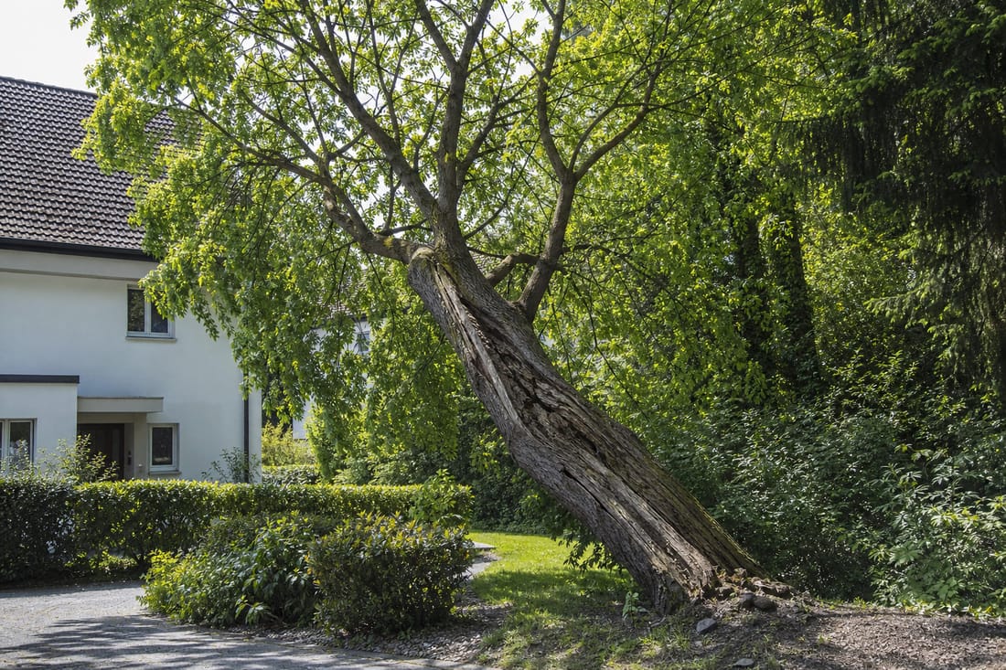 Exemple : arbre fragilisé ou penché nécessitant une mise en sécurité
