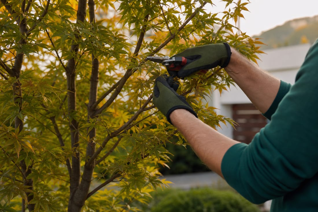 Exemple : taille douce et raisonnée d'un arbre